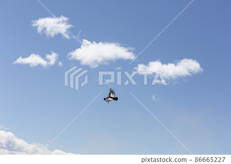 Picture of a flying condor taken in Patagonia in October 2017 Picture of a flying condor taken in Patagonia in October 2017 86665227