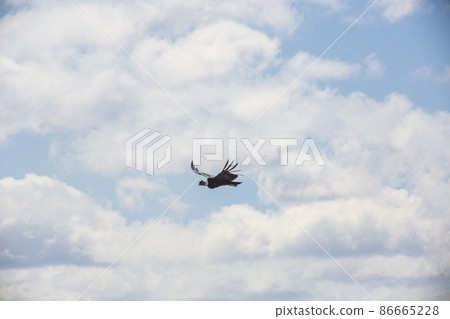 Picture of a flying condor taken in Patagonia in October 2017 Picture of a flying condor taken in Patagonia in October 2017 86665228