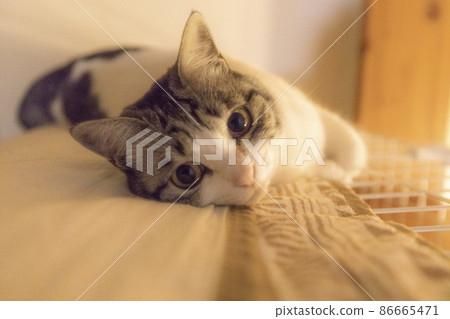 Live with cats Live with cats 86665471