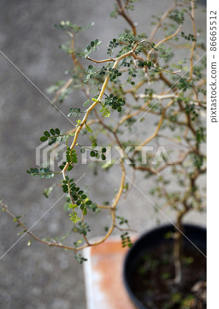 Sophora potted plant 86665512