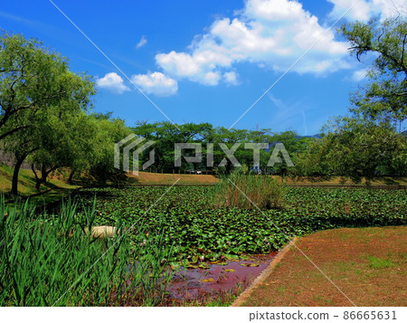 宇和運動公園王子池（愛媛縣西葉市） 86665631