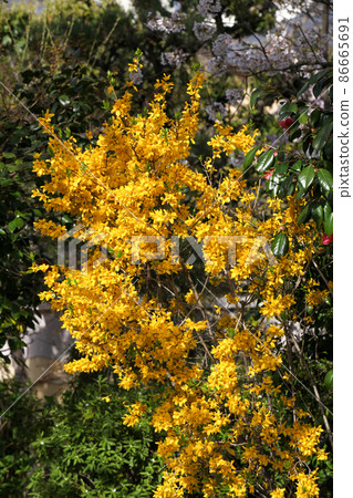 Frustrated Forsythia Frustrated Forsythia 86665691