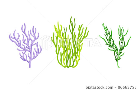 Coral as Marine Invertebrate from Ocean Bottom Vector Set Coral as Marine Invertebrate from Ocean Bottom Vector Set 86665753
