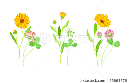 Calendula Plant with Orange Flower Head and Clover on Stem as Meadow Herb Vector Set 86665776