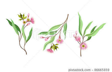 Needle shaped flowers and oblong leaves set. Summer or spring blooming plant vector illustration Needle shaped flowers and oblong leaves set. Summer or spring blooming plant vector illustration 86665859