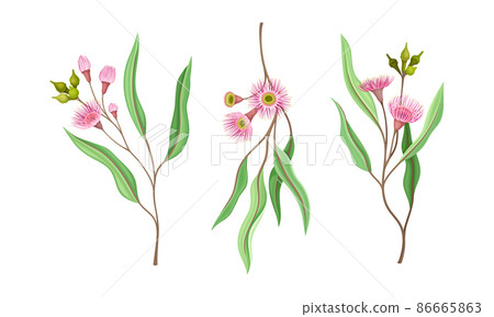 Blooming pink flowers and oblong leaves set. Summer or spring wildflowers vector illustration Blooming pink flowers and oblong leaves set. Summer or spring wildflowers vector illustration 86665863