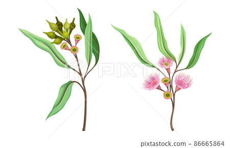 Beautiful pink flowers and oblong leaves set vector illustration Beautiful pink flowers and oblong leaves set vector illustration 86665864