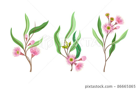 Beautiful pink flowers and oblong leaves set. Summer or spring wildflowers vector illustration Beautiful pink flowers and oblong leaves set. Summer or spring wildflowers vector illustration 86665865