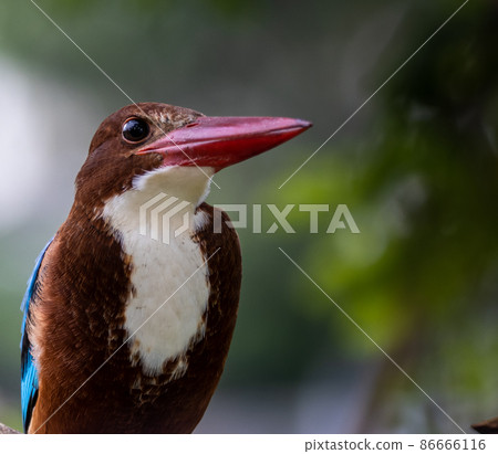 White-throated Kingfisher on branch tree close up shot of bird. White-throated Kingfisher on branch tree close up shot of bird. 86666116