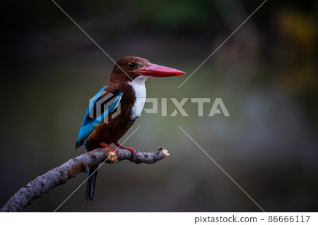 White-throated Kingfisher on branch tree close up shot of bird. White-throated Kingfisher on branch tree close up shot of bird. 86666117