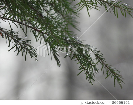 冷杉林中寒冷的冬日早晨 86666161