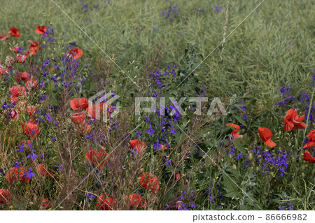 Wild poppies Papaver rhoeas and Forking larkspur Consolida regalis blooming in summer field in sunny day - selective focus Wild poppies Papaver rhoeas and Forking larkspur Consolida regalis blooming in summer field in sunny day - selective focus 86666982