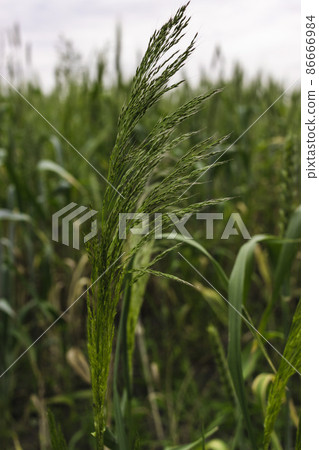 Close-up of millet in a field under sunlight. Growing millet 86666984