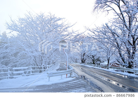 Snowy cycling road and cherry blossom trees 86667986
