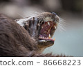 Close-up portrait of cute eurasian otter is in a pond 86668223