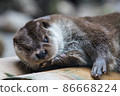 Close-up portrait of cute eurasian otter is in a pond 86668224