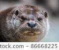 Close-up portrait of cute eurasian otter is in a pond 86668225