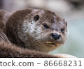 Close-up portrait of cute eurasian otter is in a pond 86668231