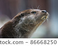Close-up portrait of cute eurasian otter is in a pond 86668250