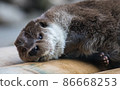 Close-up portrait of cute eurasian otter is in a pond 86668253