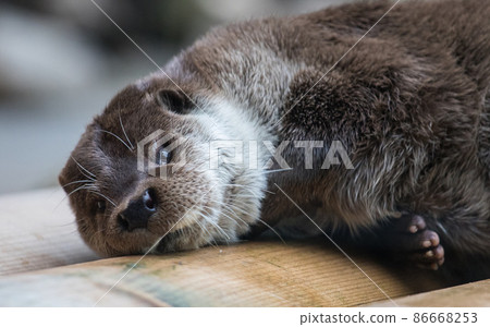 Close-up portrait of cute eurasian otter is in a pond Close-up portrait of cute eurasian otter is in a pond 86668253
