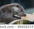 Close-up portrait of cute eurasian otter is in a pond 86668254