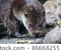 Close-up portrait of cute eurasian otter is in a pond 86668255