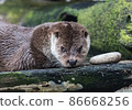 Close-up portrait of cute eurasian otter is in a pond 86668256