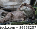 Close-up portrait of cute eurasian otter is in a pond 86668257