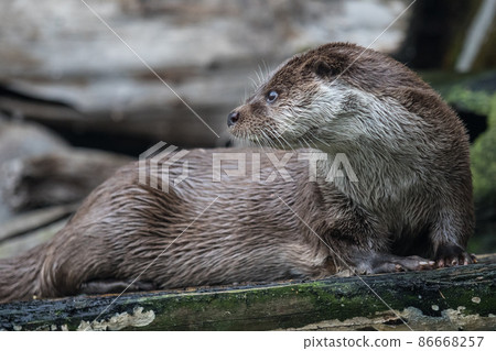 Close-up portrait of cute eurasian otter is in a pond 86668257