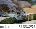 Close-up portrait of cute eurasian otter is in a pond 86668258