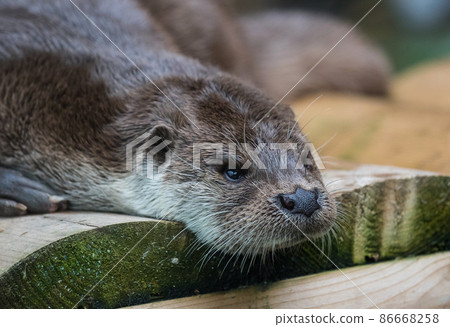 Close-up portrait of cute eurasian otter is in a pond 86668258