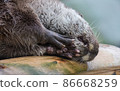 Close-up portrait of cute eurasian otter is in a pond 86668259
