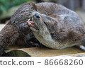 Close-up portrait of cute eurasian otter is in a pond 86668260