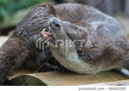 Close-up portrait of cute eurasian otter is in a pond 86668260