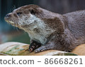 Close-up portrait of cute eurasian otter is in a pond 86668261