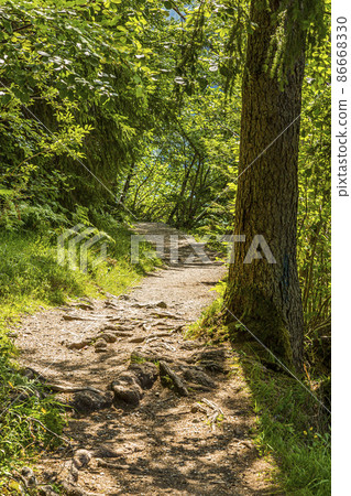 Hiking path in forest near Weissensee in Austria during daytime in summer Hiking path in forest near Weissensee in Austria during daytime in summer 86668330