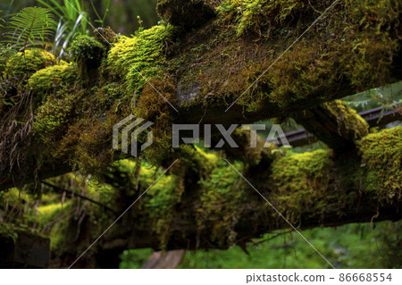 台灣，太平山，見晴古道，鐵道，台湾、太平山、建清古道、鉄道、Taiwan, railway, 86668554