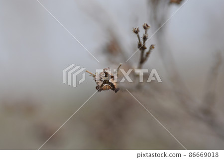 Shrubby Cinquefoil 86669018