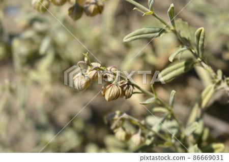 Rock rose Fire Dragon 86669031