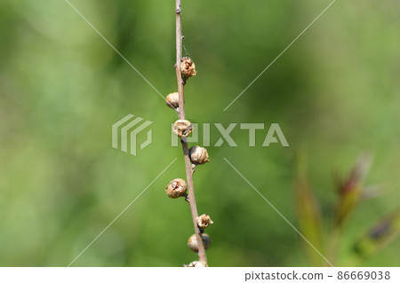 Shrubby yellowcrest Shrubby yellowcrest 86669038