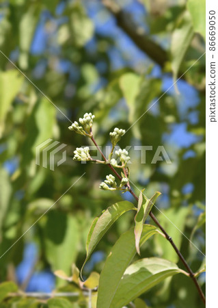 Seven-son flower tree 86669050
