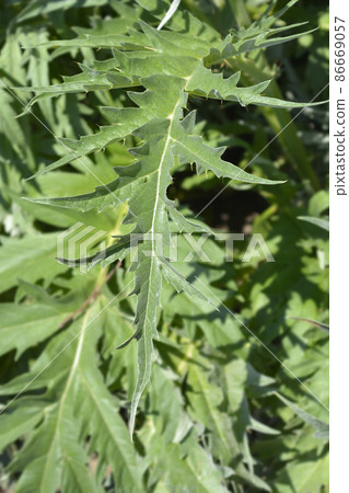 Artichoke thistle Artichoke thistle 86669057