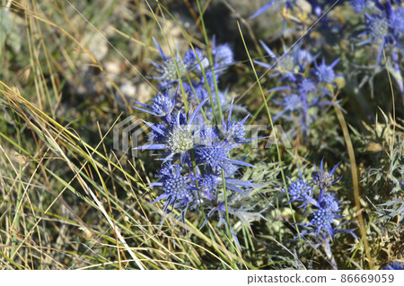 Amethyst eryngo Amethyst eryngo 86669059