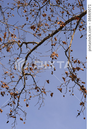 London plane 86669071