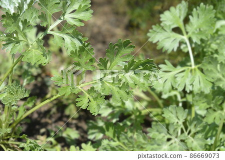 Common wormwood 86669073