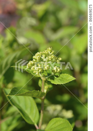 Paniculate hydrangea Little Lime 86669075
