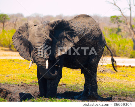 Elephant mud splash on sunny day 86669304