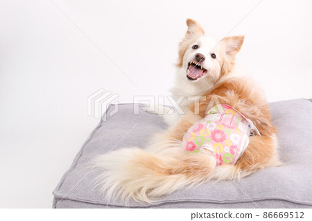 Female border collie with manners diapers on a plain white background 86669512