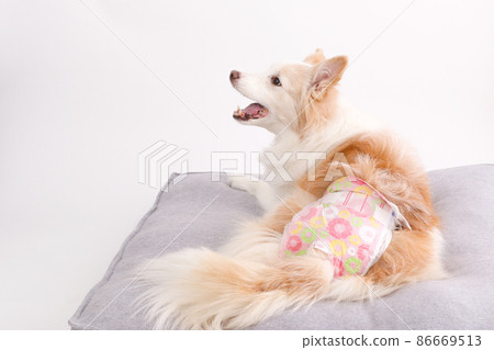 純白色背景中帶禮儀尿布的雌性邊境牧羊犬 86669513